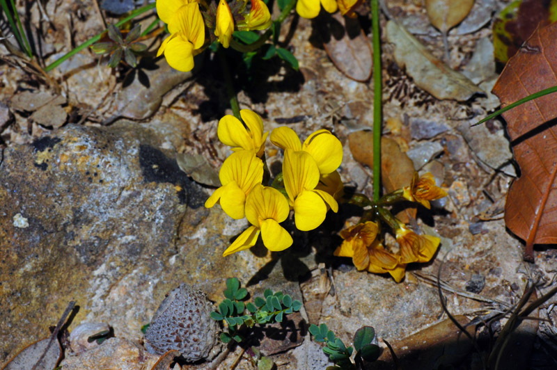 Hippocrepis comosa